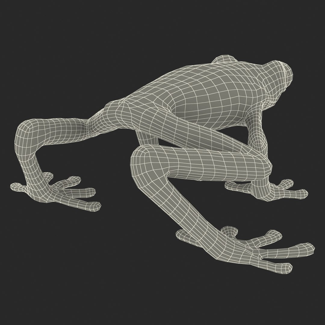 3d model red eyed tree frog https://p.turbosquid.com/ts-thumb/mD/KXpxoY/cU8vheIE/redeyedtreefrogrigged3dmodel43/jpg/1451378668/1920x1080/fit_q87/481faabdb52b574be835af6d24b0e061c7e4b007/redeyedtreefrogrigged3dmodel43.jpg