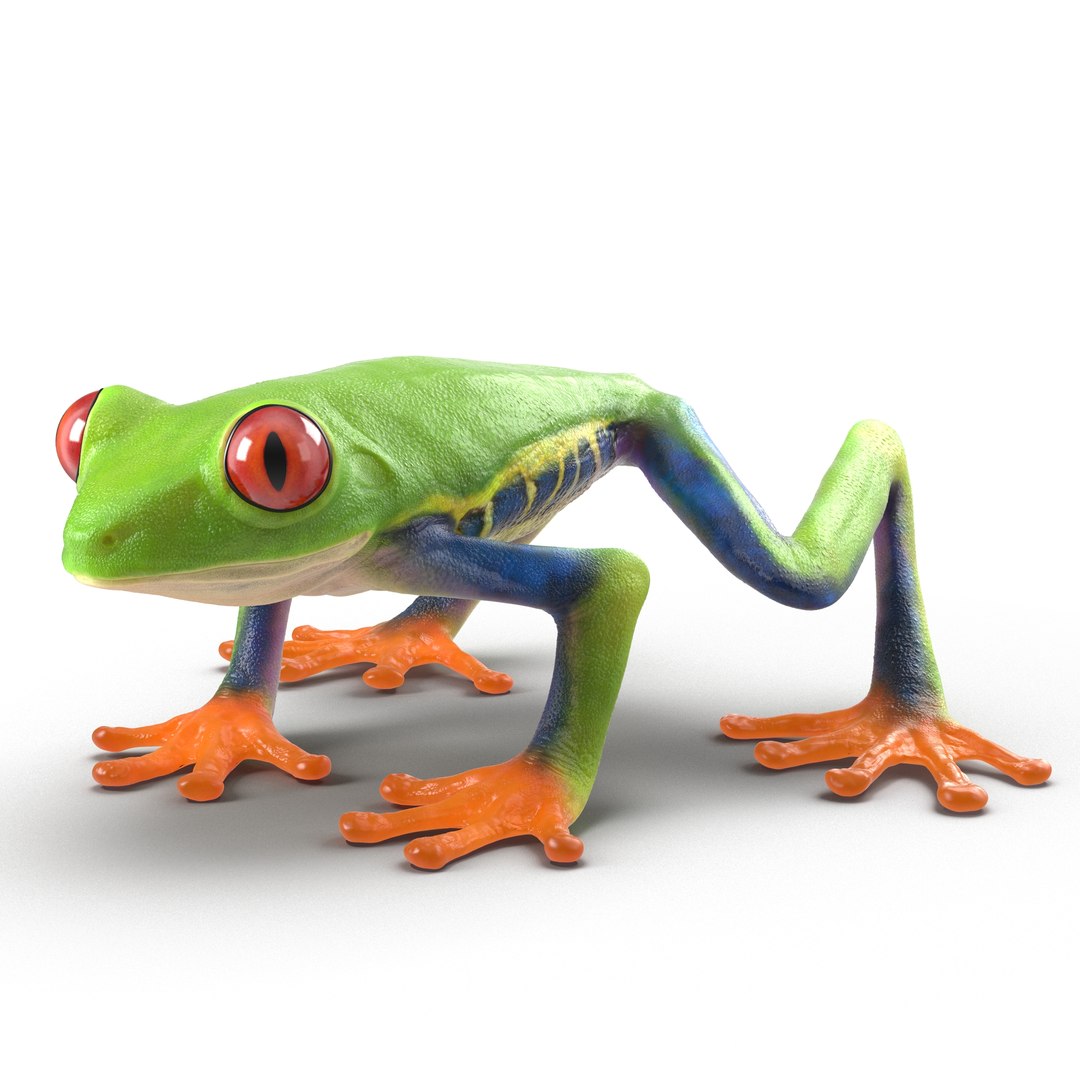 3d model red eyed tree frog https://p.turbosquid.com/ts-thumb/mD/KXpxoY/dCRL0zUf/redeyedtreefrogrigged3dmodel01/jpg/1451378664/1920x1080/fit_q87/72717586066732e23ecf3cb007a0aeac280c0cd4/redeyedtreefrogrigged3dmodel01.jpg