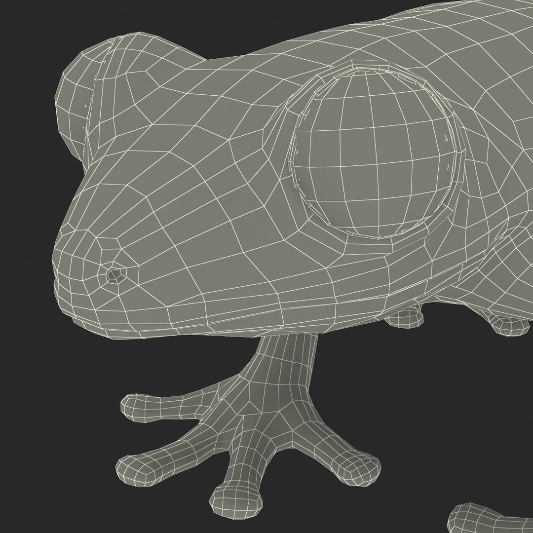 3d model red eyed tree frog https://p.turbosquid.com/ts-thumb/mD/KXpxoY/isGVELmR/redeyedtreefrogrigged3dmodel47/jpg/1451378669/1920x1080/fit_q87/02cda0f6c72d13b6075248af8fee3417fcf10fe0/redeyedtreefrogrigged3dmodel47.jpg