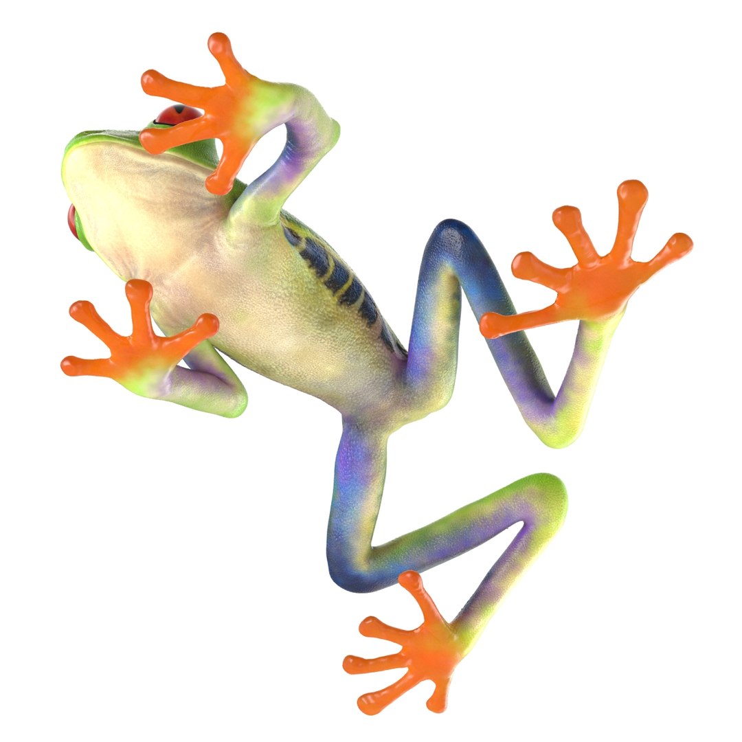 3d model red eyed tree frog https://p.turbosquid.com/ts-thumb/mD/KXpxoY/jo0lTOHf/redeyedtreefrogrigged3dmodel29/jpg/1451378667/1920x1080/fit_q87/823a45ba08aea4f1c375a70c8f4ea71b81cc7f89/redeyedtreefrogrigged3dmodel29.jpg