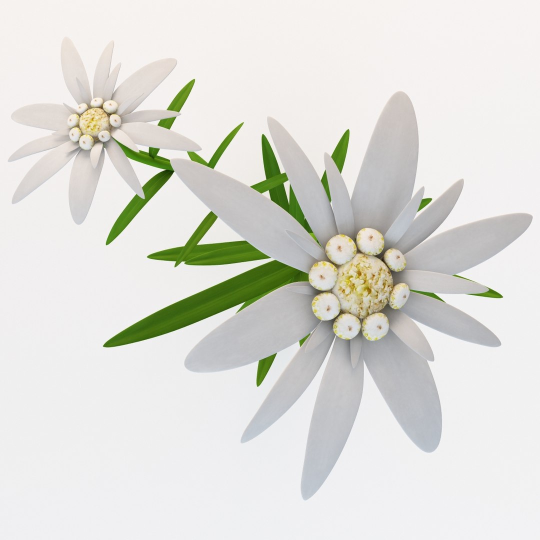 c4d edelweiss flower https://p.turbosquid.com/ts-thumb/mD/MtGI3l/815cukbI/112737_edelweiss_flower_010/jpg/1361452280/1920x1080/fit_q87/c559ce4ee3d22988b121ffaddcbc952faf97fdb8/112737_edelweiss_flower_010.jpg