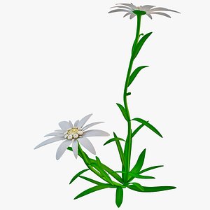 c4d edelweiss flower