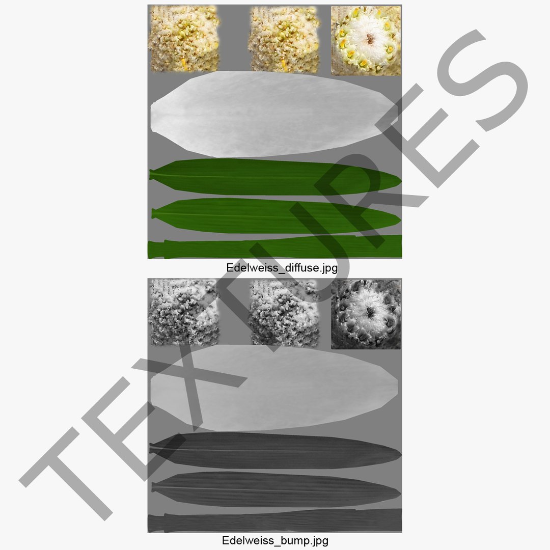 c4d edelweiss flower https://p.turbosquid.com/ts-thumb/mD/MtGI3l/MFBpHdch/112730_edelweiss_flower_003/jpg/1361452268/1920x1080/fit_q87/dfc22b395bcf3195bdf9cd5e981fb50e872e7ef6/112730_edelweiss_flower_003.jpg