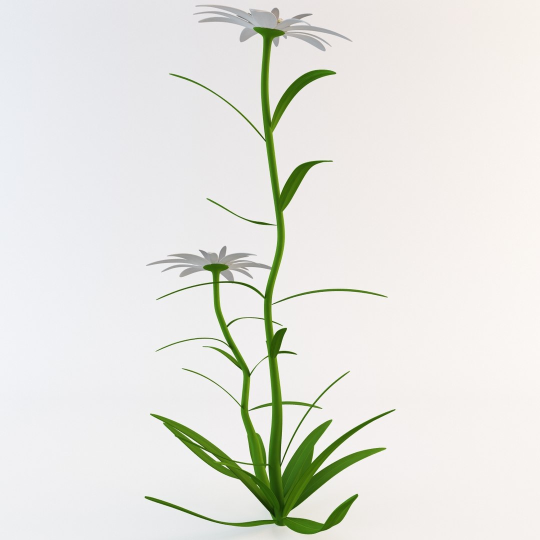 c4d edelweiss flower https://p.turbosquid.com/ts-thumb/mD/MtGI3l/djkOcIid/112736_edelweiss_flower_009/jpg/1361452282/1920x1080/fit_q87/6faabd70931ff558c680d45e8a0fba457a414ff4/112736_edelweiss_flower_009.jpg