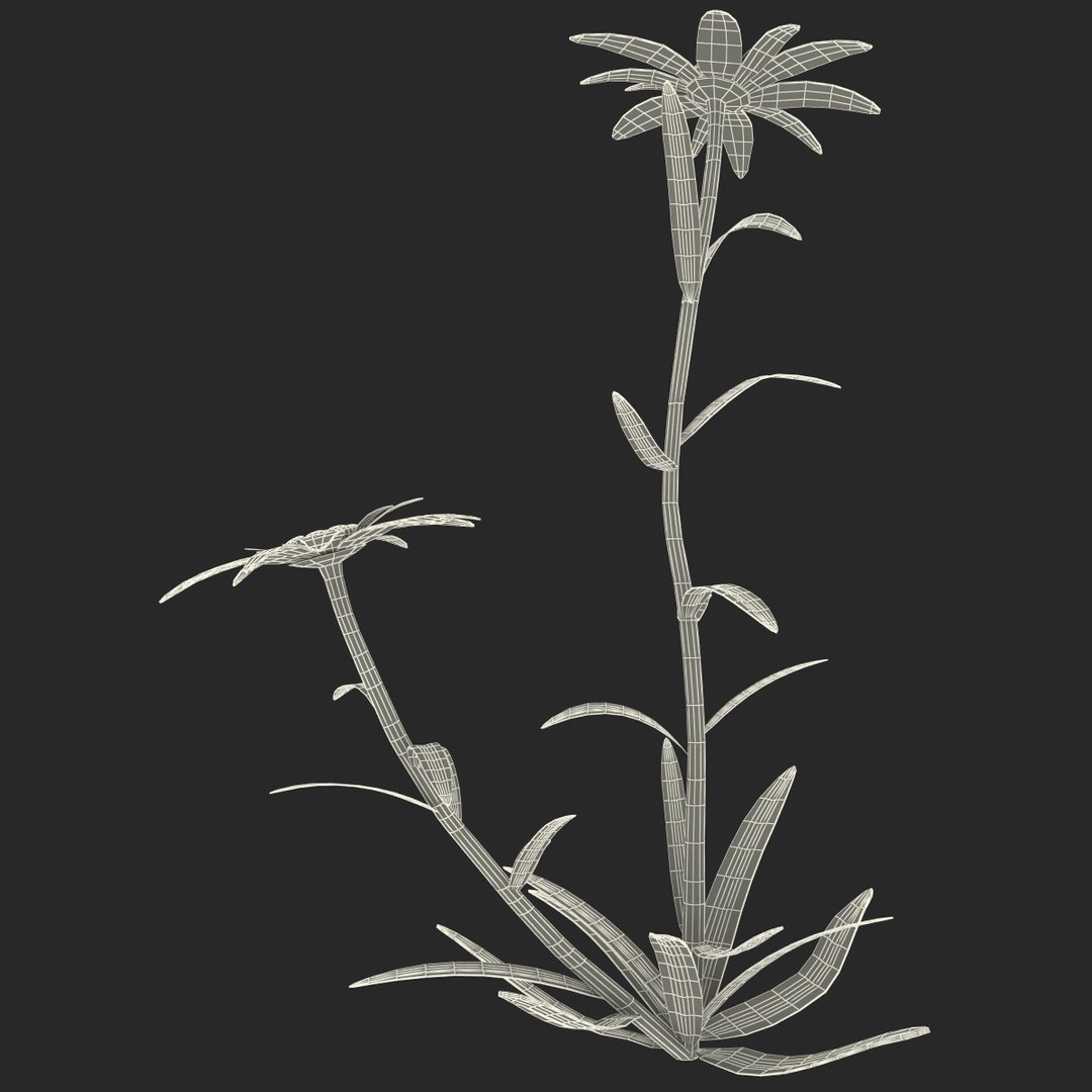 c4d edelweiss flower https://p.turbosquid.com/ts-thumb/mD/MtGI3l/sfDGYjsZ/112744_edelweiss_flower_017/jpg/1361452304/1920x1080/fit_q87/735d2ed2de20fb5d582ee2e57541b58675f60983/112744_edelweiss_flower_017.jpg