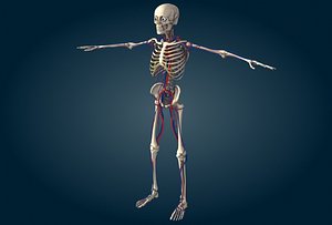 human circulatory max