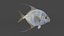 Peixe Threadfin