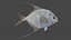 Peixe Threadfin