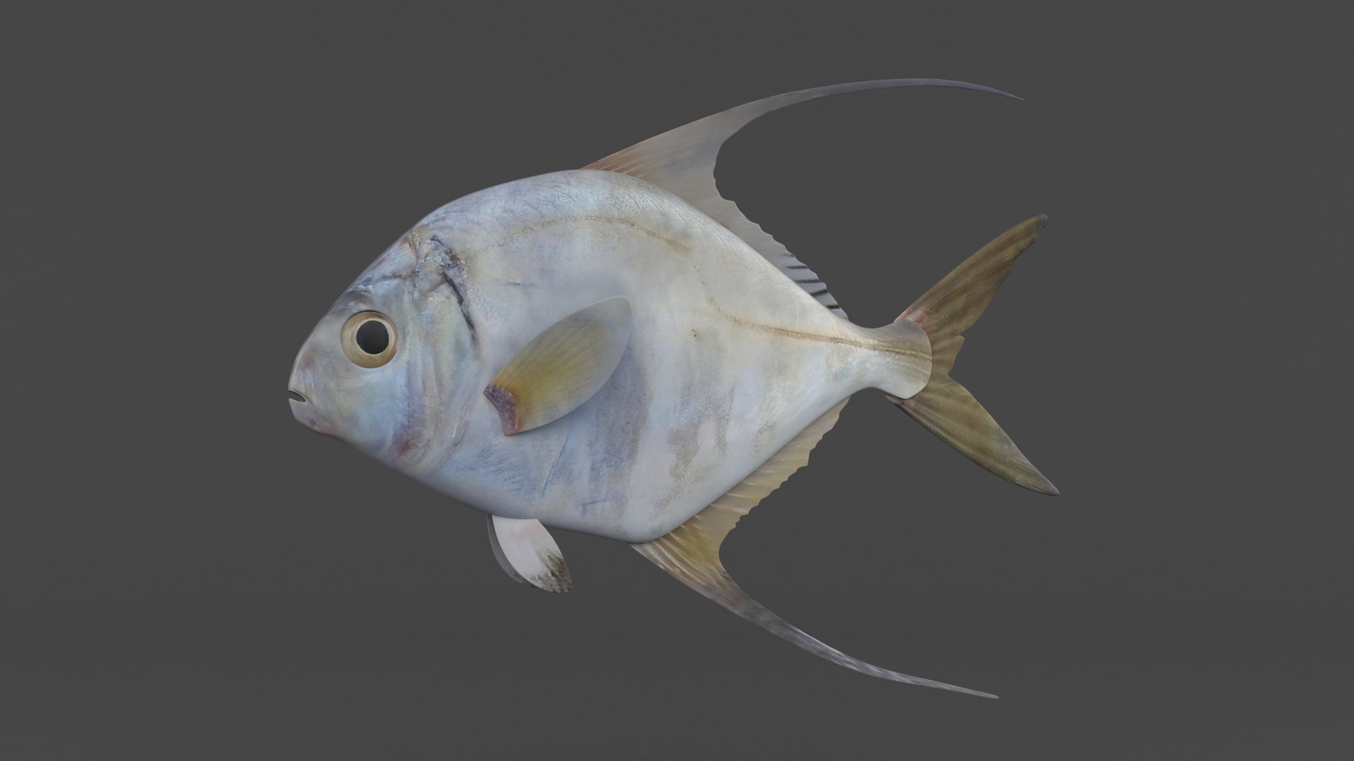 Threadfin Fish 3D https://p.turbosquid.com/ts-thumb/mD/eKSXLk/sv/z00002/png/1711434090/1920x1080/fit_q87/f83eb8a5d6e29214858ef50e40391db5578081ba/z00002.jpg