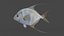 Peixe Threadfin