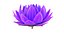 Realistic Nymphaea Siam White 3D Model - High-Quality 4K PBR Asset