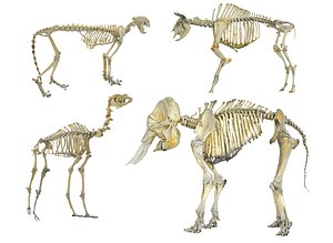 Skeletons of animals HD