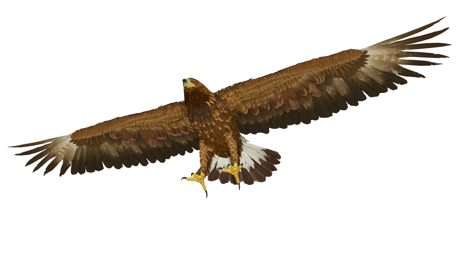 3D model Realistic Golden Eagle T Pose https://p.turbosquid.com/ts-thumb/mE/0ROYWs/4w/realisticgoldeneagletpose3dsmodel016/jpg/1719968447/1920x1080/fit_q87/c56c1f62f3d99530f007d12e3b46582df218c4b8/realisticgoldeneagletpose3dsmodel016.jpg