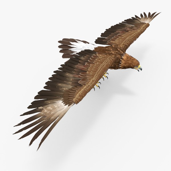 3D model Realistic Golden Eagle T Pose