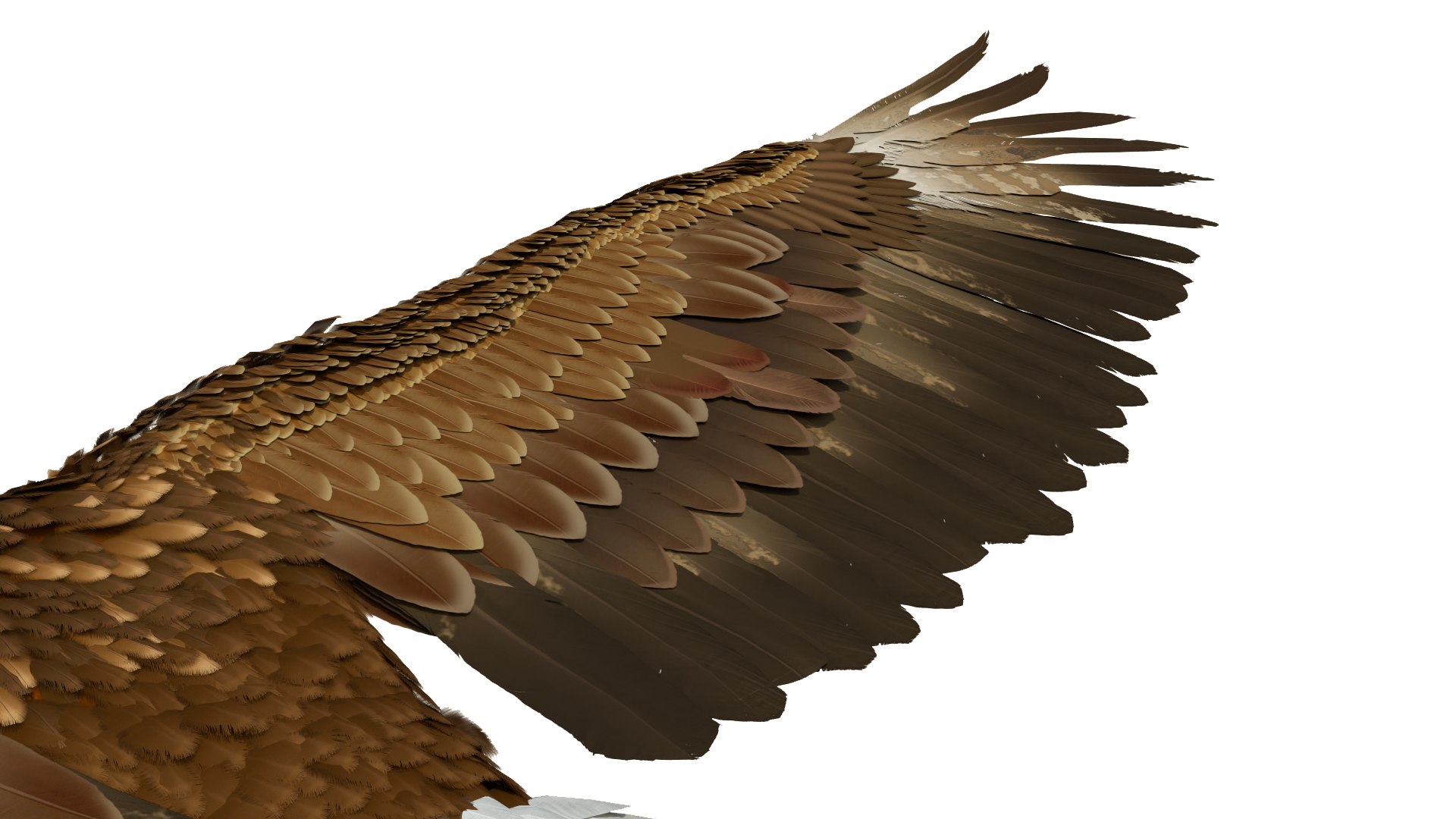 3D model Realistic Golden Eagle T Pose https://p.turbosquid.com/ts-thumb/mE/0ROYWs/nq/realisticgoldeneagletpose3dsmodel013/jpg/1719968430/1920x1080/fit_q87/5c1638acf18405ac1406e37613838c9efc2d6b7e/realisticgoldeneagletpose3dsmodel013.jpg