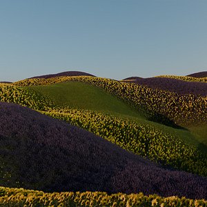 3D Field with Sunflower and Lavender