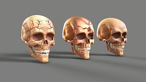 3D SKULL model
