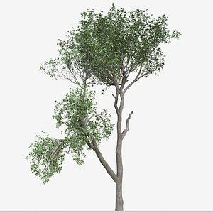 3D Set of Elaeocarpus Japonicus or Elaeocarpaceae Trees model