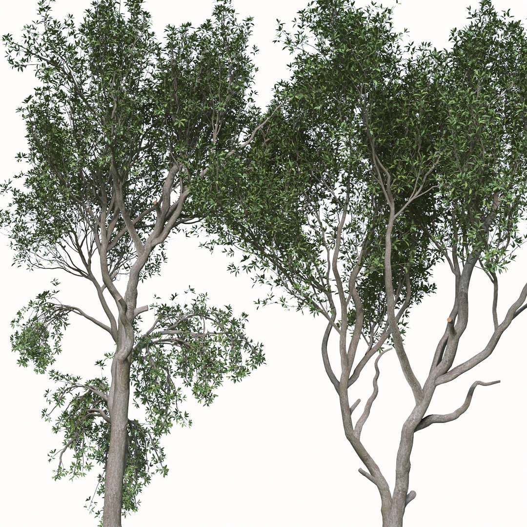 3D Set Of Elaeocarpus Japonicus Or Elaeocarpaceae Trees Model ...