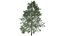 Collezione di alberi di eucalipto nero