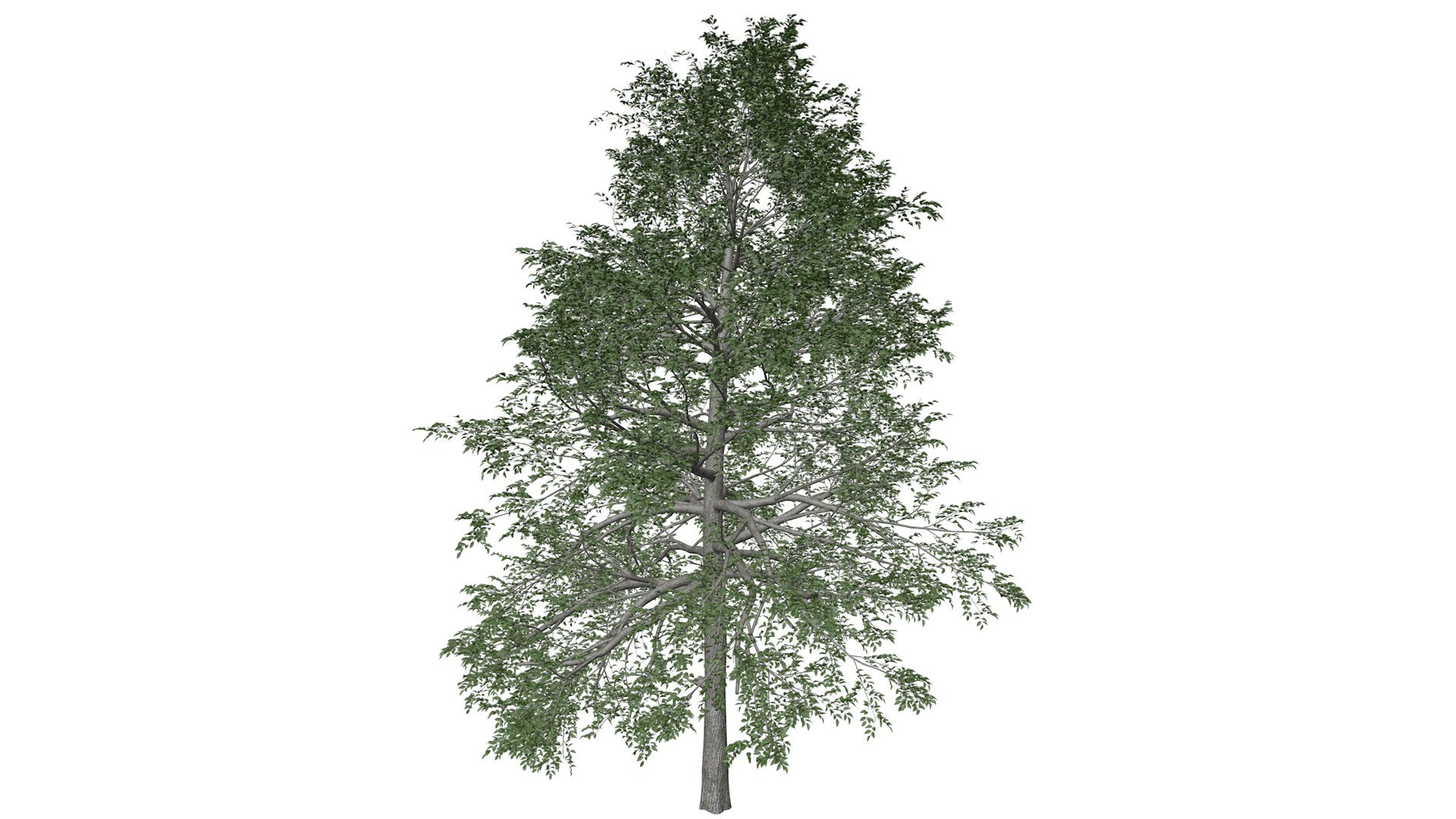 Black Gum Tree Collection 3D https://p.turbosquid.com/ts-thumb/mE/O6yNF3/ER/blackgum_04_030/png/1782387031/1920x1080/fit_q87/a67efab0180b236c5e3195ddd5f6a37749259062/blackgum_04_030.jpg