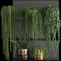 Vertical gardening on wall shelves 61