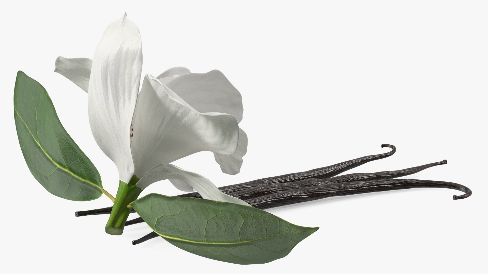 Hybrid Orchid Vanilla with Vanilla Sticks model https://p.turbosquid.com/ts-thumb/mE/eBHS7t/5B/hybridorchidvanillawithvanillasticks3dmodel013/jpg/1688471265/1920x1080/fit_q87/c9148dc5c545d90baa6c2b9bd9c92c0668e0b750/hybridorchidvanillawithvanillasticks3dmodel013.jpg