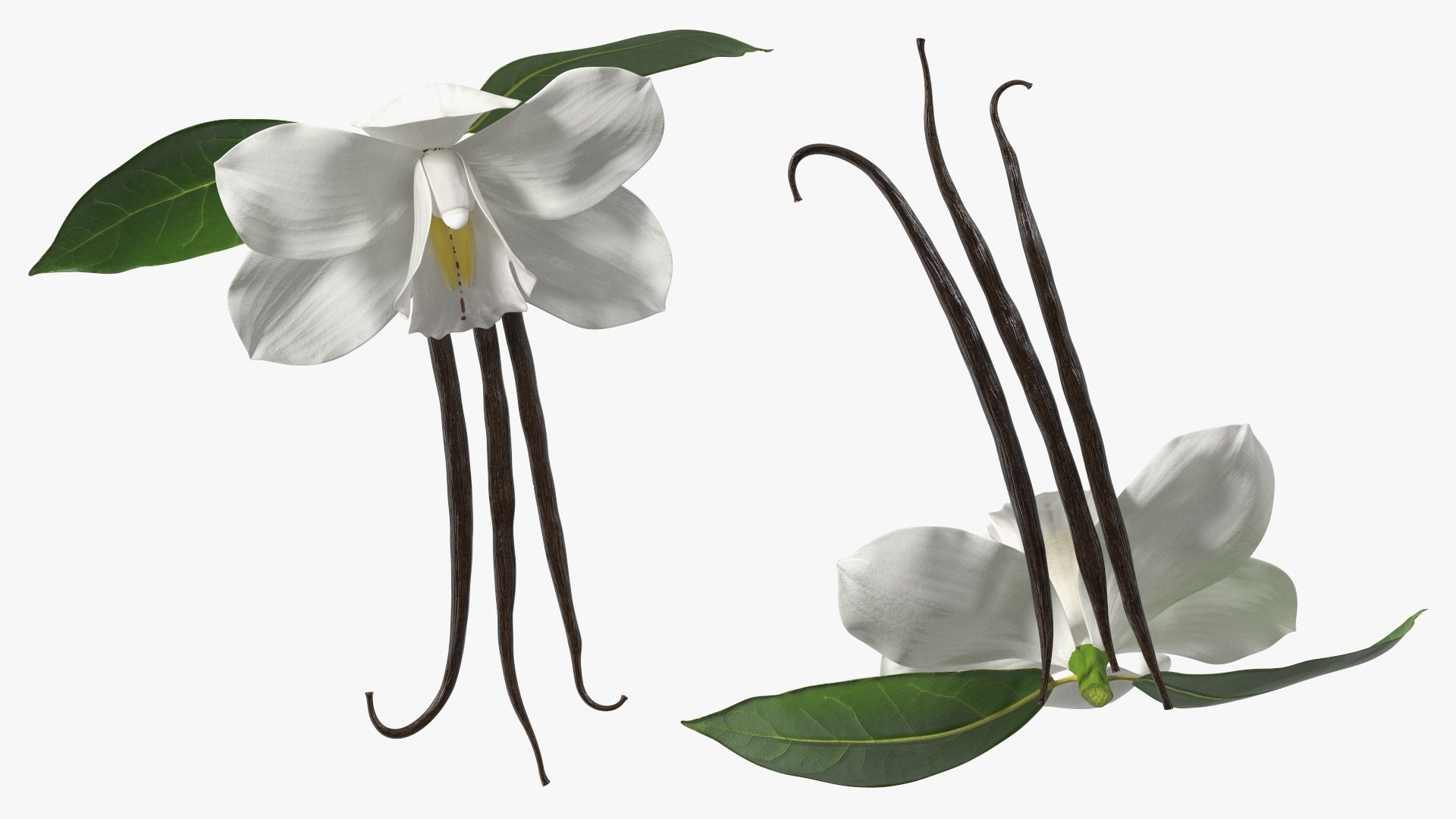 Hybrid Orchid Vanilla with Vanilla Sticks model https://p.turbosquid.com/ts-thumb/mE/eBHS7t/5E/hybridorchidvanillawithvanillasticks3dmodel014/jpg/1688471270/1920x1080/fit_q87/5160a5f84e2b0b5da8c6c3d80b41ba1e1b64f0bc/hybridorchidvanillawithvanillasticks3dmodel014.jpg