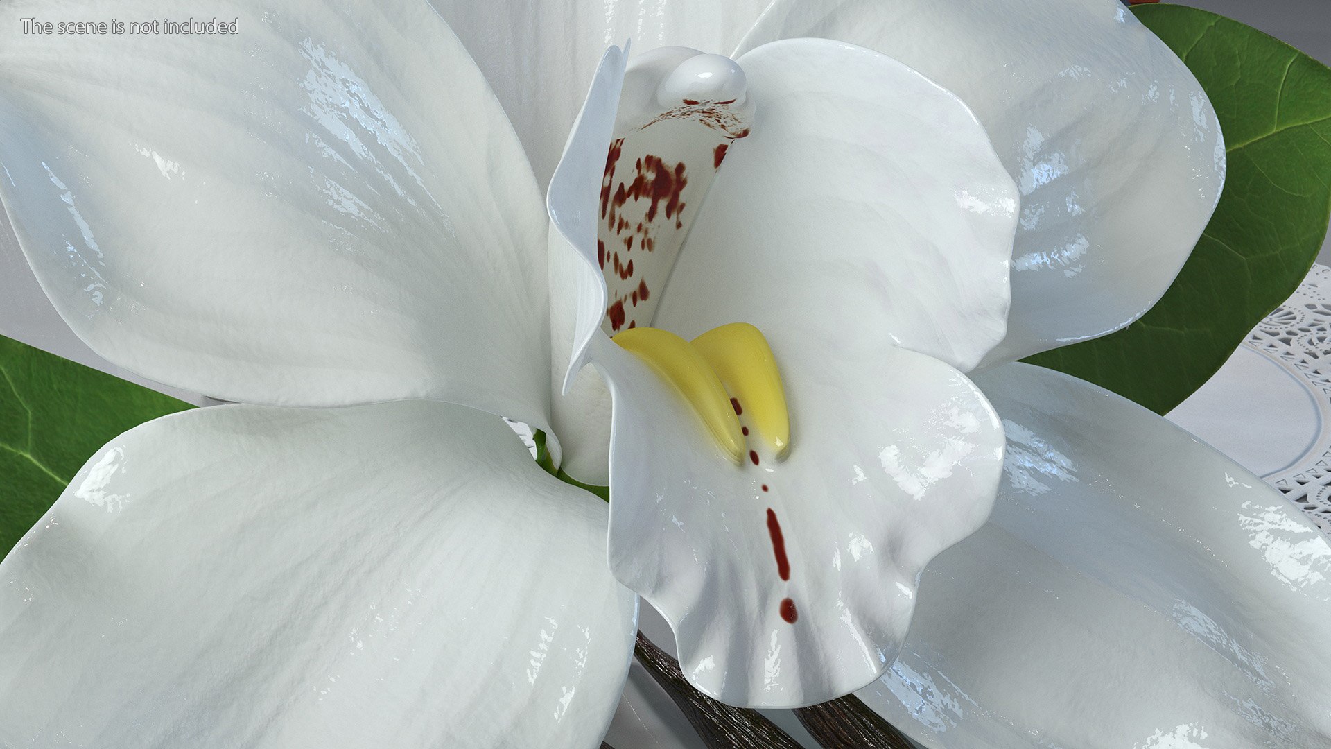 Hybrid Orchid Vanilla with Vanilla Sticks model https://p.turbosquid.com/ts-thumb/mE/eBHS7t/6X/hybridorchidvanillawithvanillasticks3dmodel005/jpg/1688471227/1920x1080/fit_q87/7b13af2ea39fc0c1afd2f54a0137cc9c40ff818c/hybridorchidvanillawithvanillasticks3dmodel005.jpg