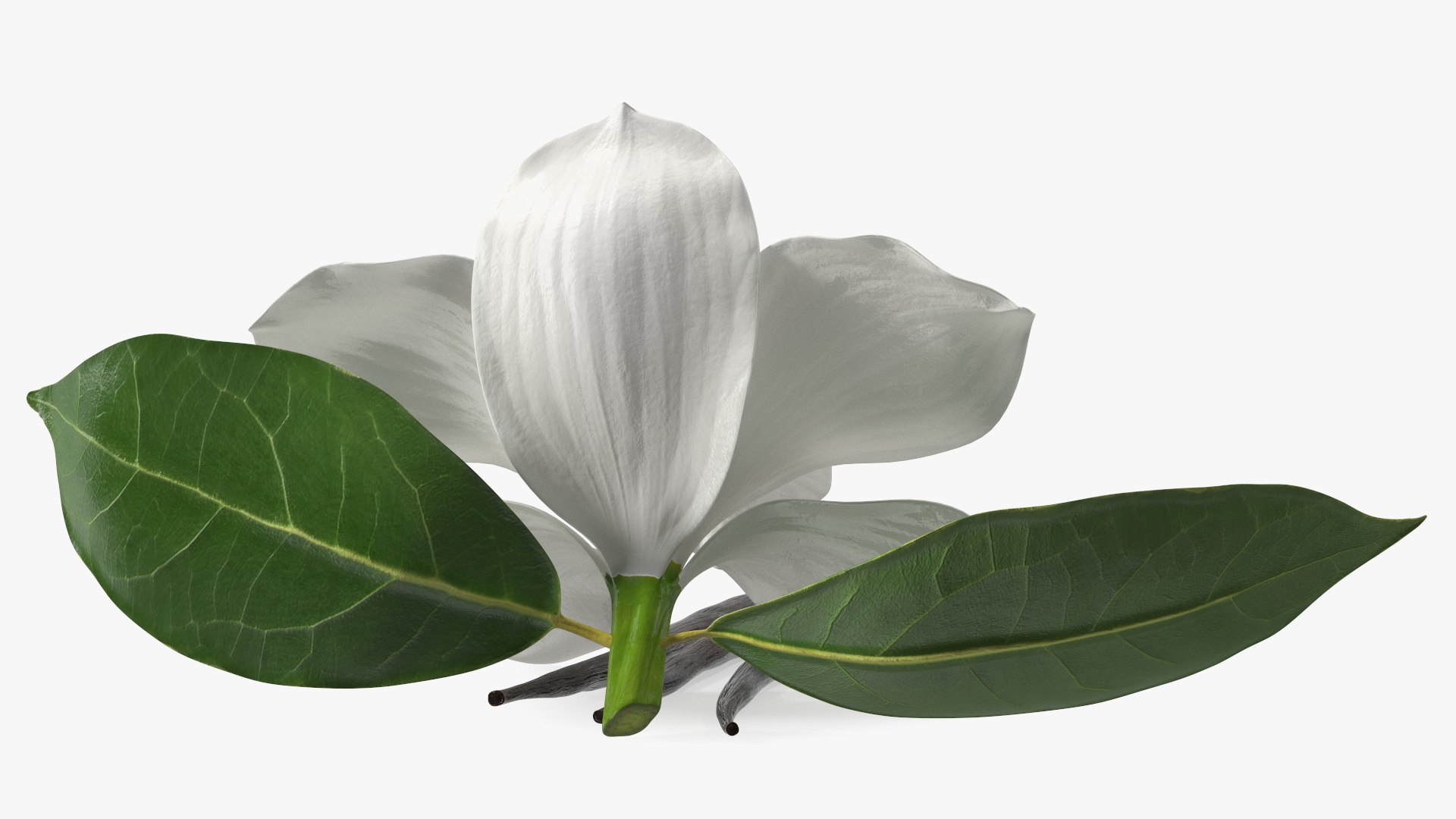 Hybrid Orchid Vanilla with Vanilla Sticks model https://p.turbosquid.com/ts-thumb/mE/eBHS7t/9q/hybridorchidvanillawithvanillasticks3dmodel012/jpg/1688471261/1920x1080/fit_q87/ea028bc614ca1f49d36b346c33674dea5d781993/hybridorchidvanillawithvanillasticks3dmodel012.jpg