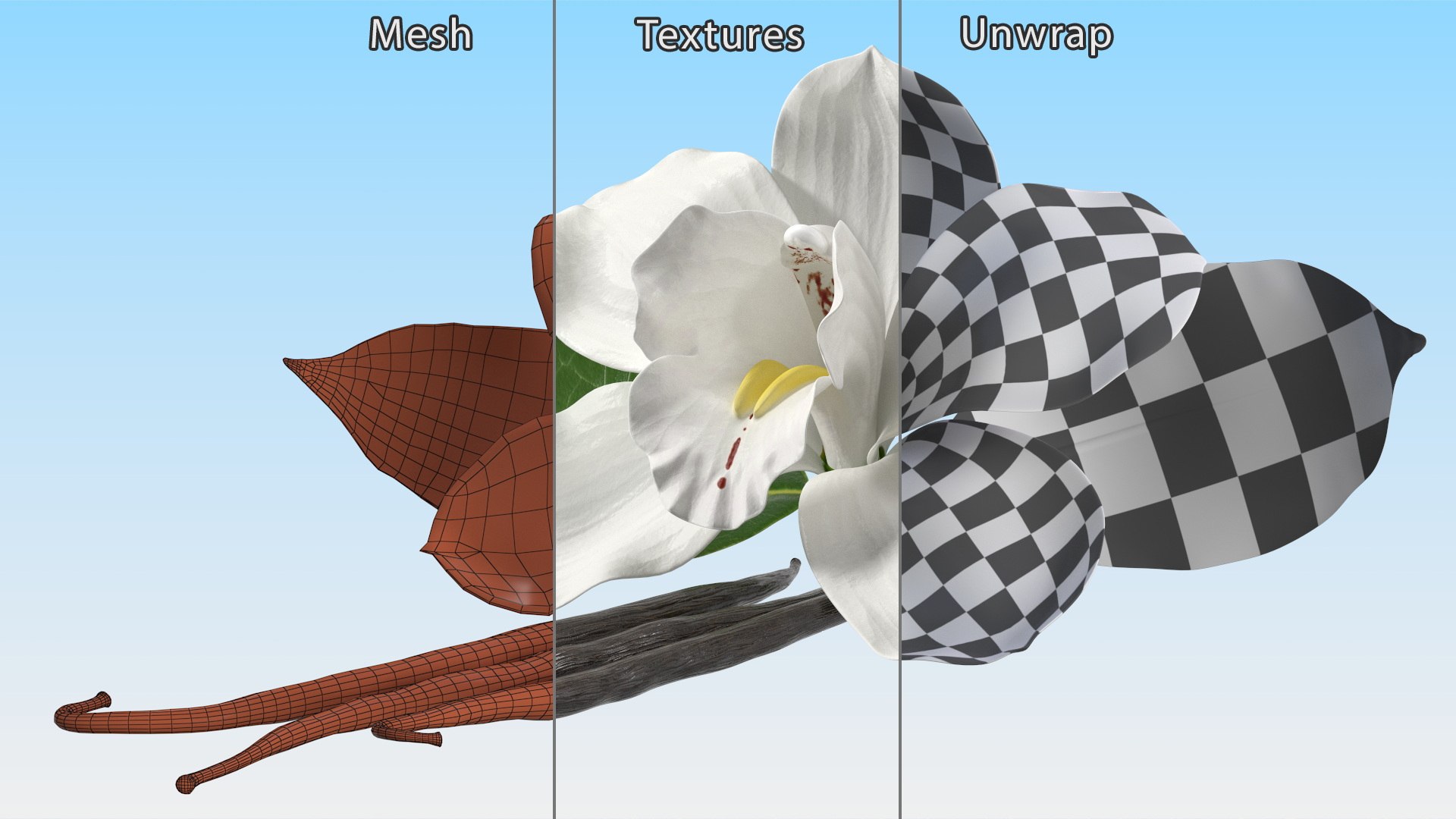 Hybrid Orchid Vanilla with Vanilla Sticks model https://p.turbosquid.com/ts-thumb/mE/eBHS7t/Or/hybridorchidvanillawithvanillasticks3dmodel016/jpg/1688471280/1920x1080/fit_q87/14b7a3539eba28e6b5ab3047e6d7fe2dfa3e3d35/hybridorchidvanillawithvanillasticks3dmodel016.jpg