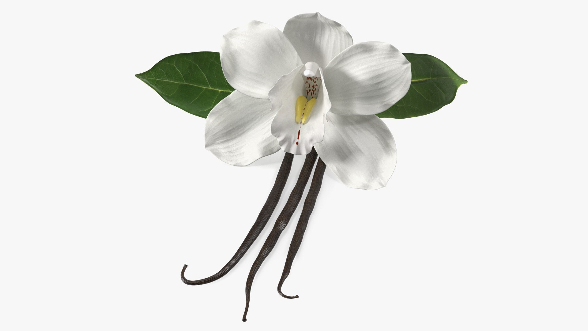 Hybrid Orchid Vanilla with Vanilla Sticks model https://p.turbosquid.com/ts-thumb/mE/eBHS7t/UA/hybridorchidvanillawithvanillasticks3dmodel001/jpg/1688470759/1920x1080/fit_q87/0a68ca39342abb905c163e1716ab4c3bcf6f130a/hybridorchidvanillawithvanillasticks3dmodel001.jpg