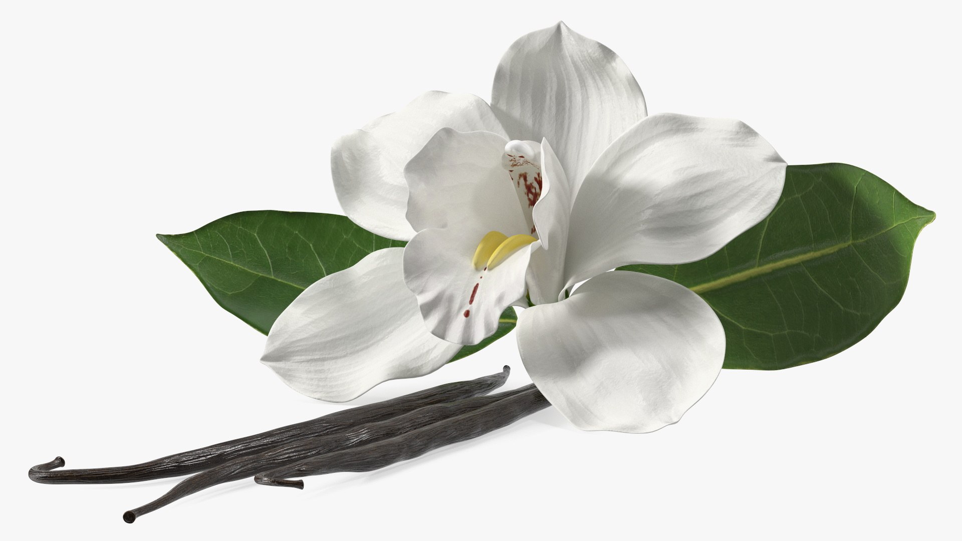 Hybrid Orchid Vanilla with Vanilla Sticks model https://p.turbosquid.com/ts-thumb/mE/eBHS7t/Xc/hybridorchidvanillawithvanillasticks3dmodel010/jpg/1688471252/1920x1080/fit_q87/a7827d5192eed82dc5790c2bc2de1a6d5244f240/hybridorchidvanillawithvanillasticks3dmodel010.jpg