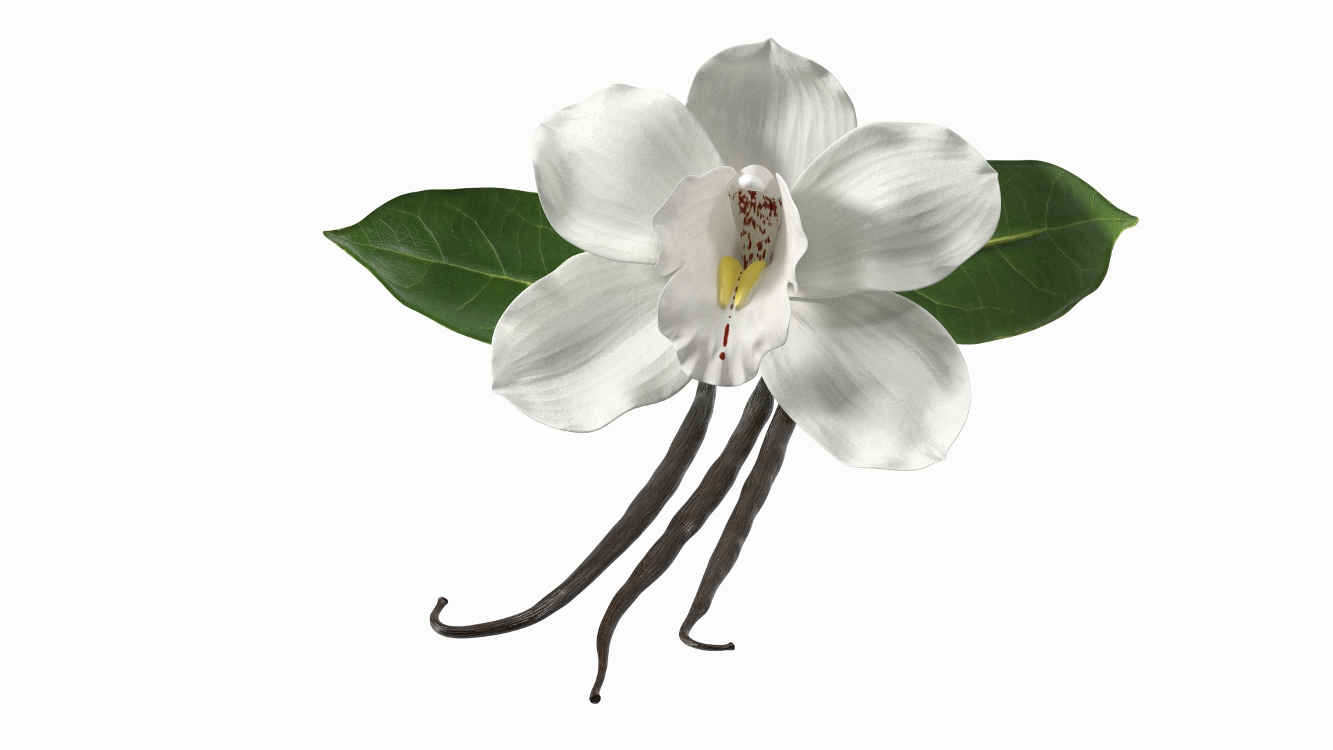 Hybrid Orchid Vanilla with Vanilla Sticks model https://p.turbosquid.com/ts-thumb/mE/eBHS7t/eN/hybrid_orchid_vanilla_with_vanilla_sticks_360/jpg/1688470763/1920x1080/turn_fit_q99/369973d7e8b970c057c81599964c3005909bf82f/hybrid_orchid_vanilla_with_vanilla_sticks_360-1.jpg