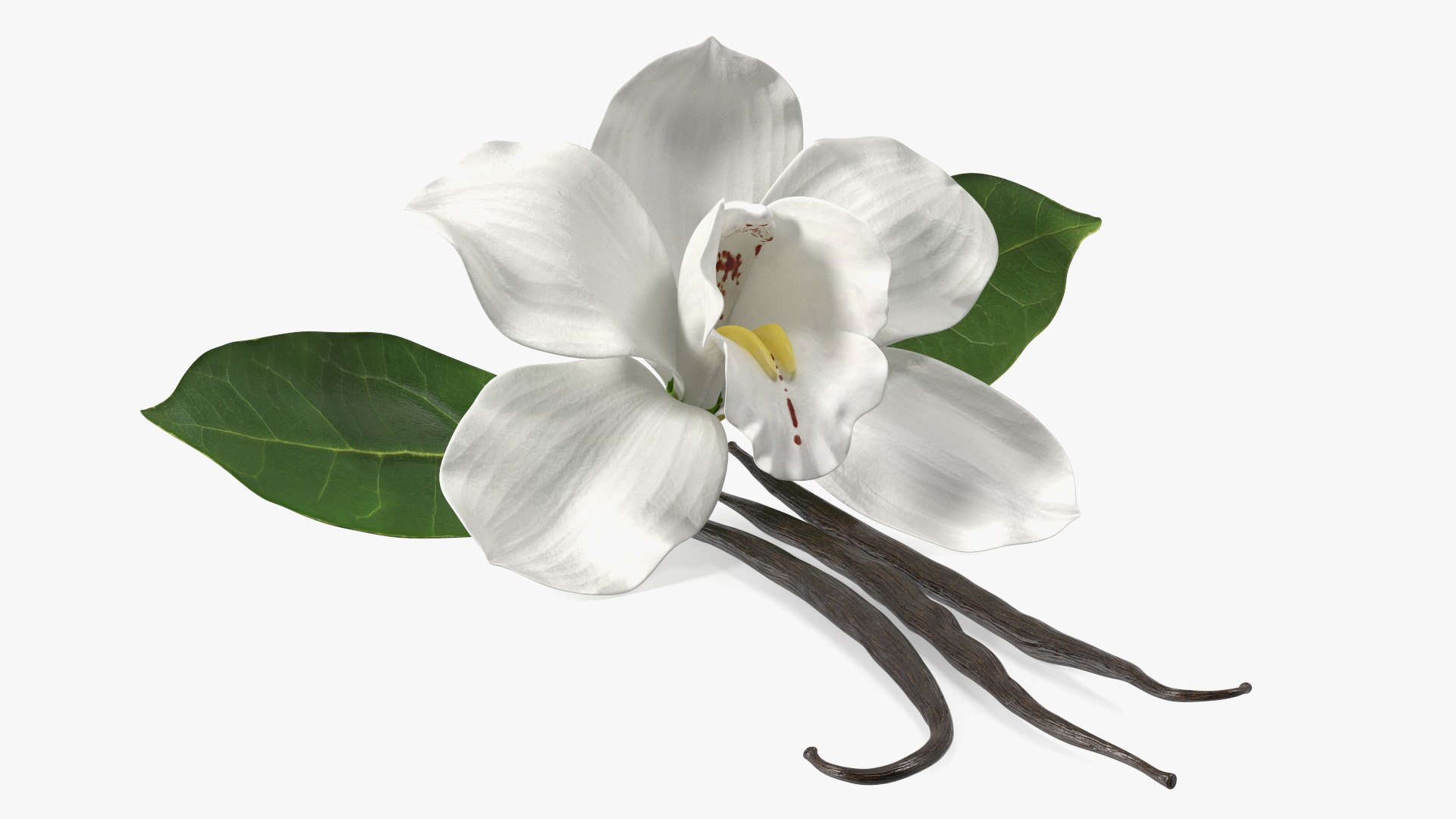 Hybrid Orchid Vanilla with Vanilla Sticks model https://p.turbosquid.com/ts-thumb/mE/eBHS7t/hi/hybridorchidvanillawithvanillasticks3dmodel009/jpg/1688471247/1920x1080/fit_q87/143335060e1fef1642fce4577bc32539f1a97a14/hybridorchidvanillawithvanillasticks3dmodel009.jpg