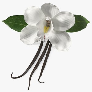 Hybrid Orchid Vanilla with Vanilla Sticks