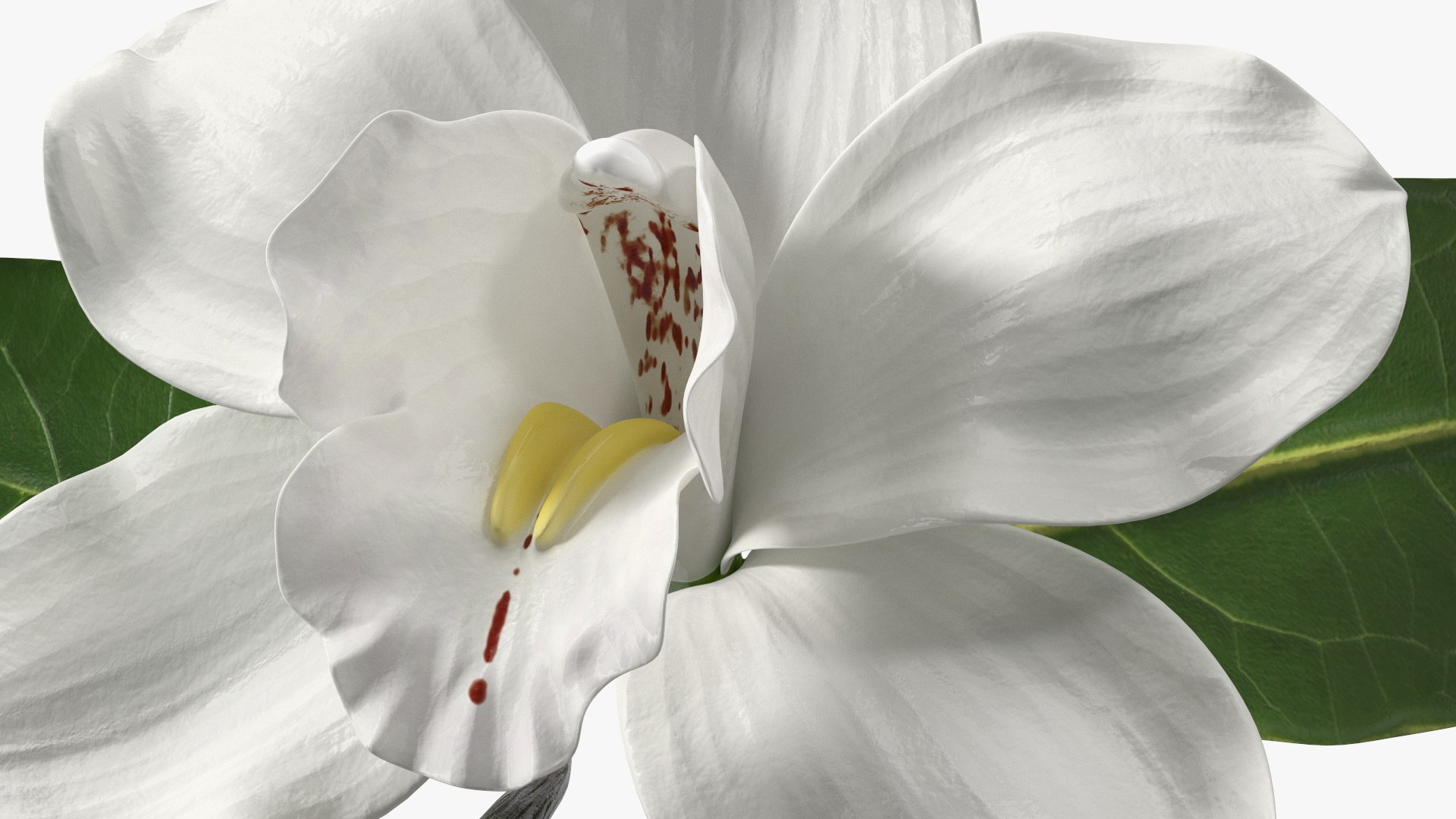 Hybrid Orchid Vanilla with Vanilla Sticks model https://p.turbosquid.com/ts-thumb/mE/eBHS7t/no/hybridorchidvanillawithvanillasticks3dmodel015/jpg/1688471275/1920x1080/fit_q87/efe89f90ea172197d80423f966774366e6c7dff5/hybridorchidvanillawithvanillasticks3dmodel015.jpg