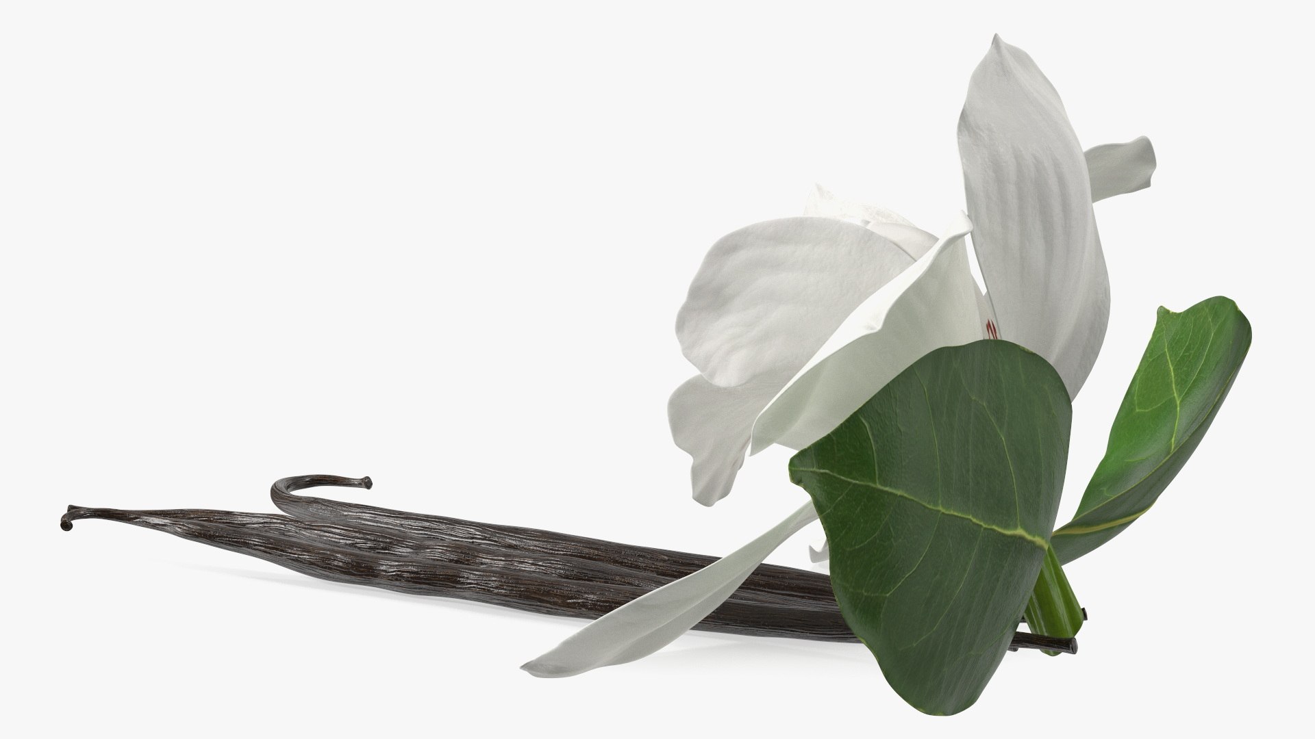 Hybrid Orchid Vanilla with Vanilla Sticks model https://p.turbosquid.com/ts-thumb/mE/eBHS7t/xP/hybridorchidvanillawithvanillasticks3dmodel011/jpg/1688471256/1920x1080/fit_q87/193b5e67e28b5f3851708cf8e72afd2f8e8bb243/hybridorchidvanillawithvanillasticks3dmodel011.jpg