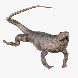 3D Salamander Remastered