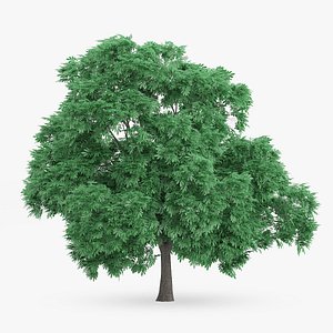 Sweet Chestnut Tree 10.6