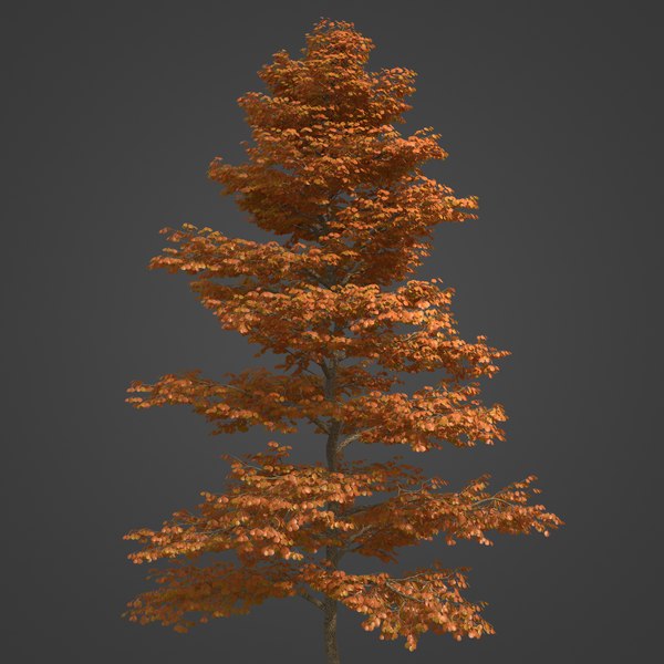 Alder Collection