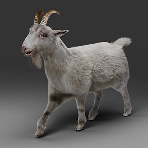 Fur Goat 02 Rigged and Animation in Blender 3D model
