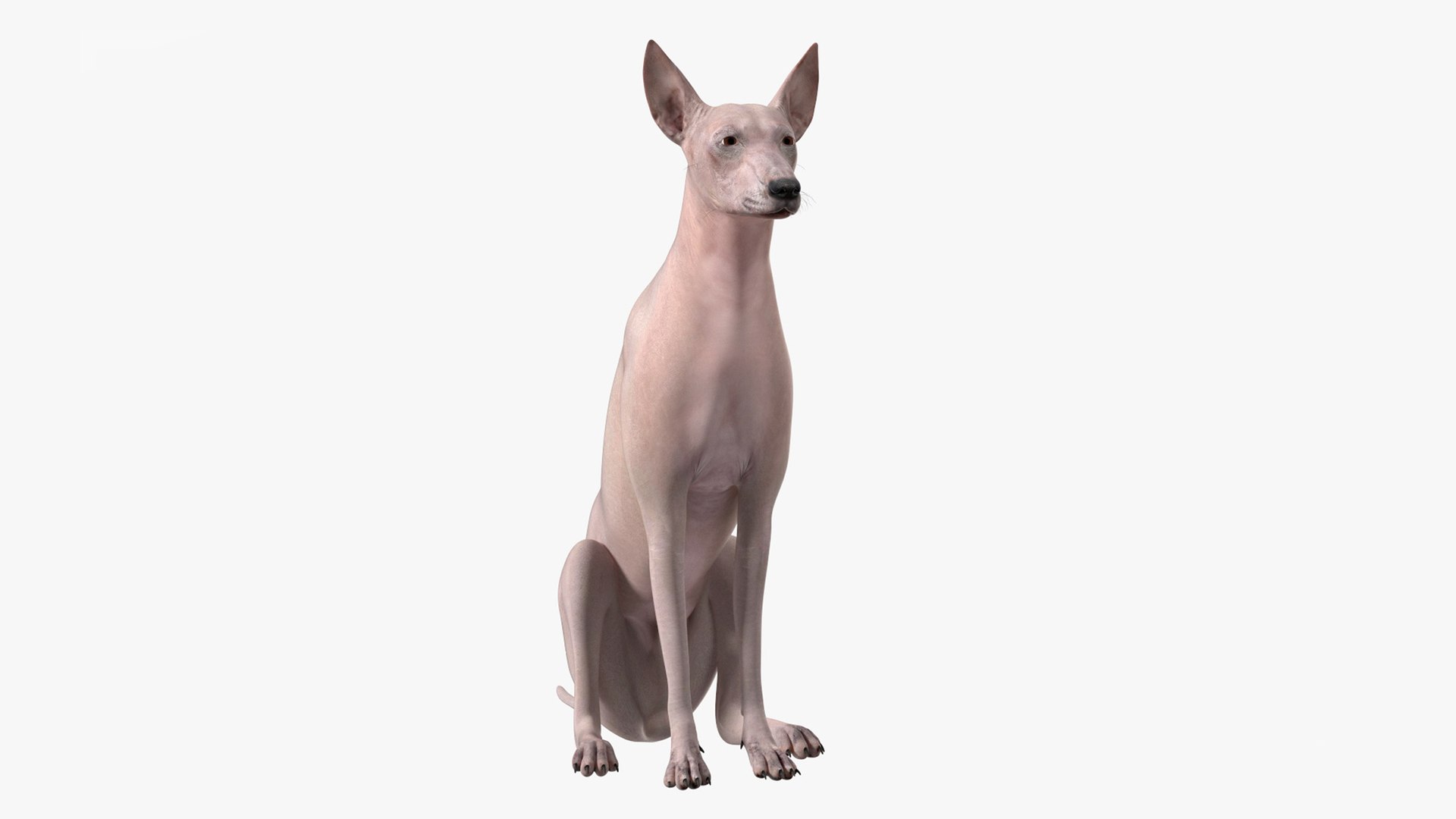 Xolo Hairless Mexican Dog Fawn Rigged for Maya 3D model preview