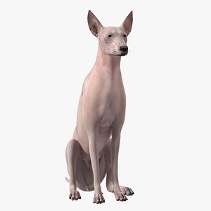 Xolo Hairless Mexican Dog Fawn Rigged for Maya 3D model