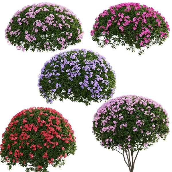 Rhododendron 3D - TurboSquid 1779750