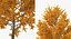 Autumn Trees Collection 3