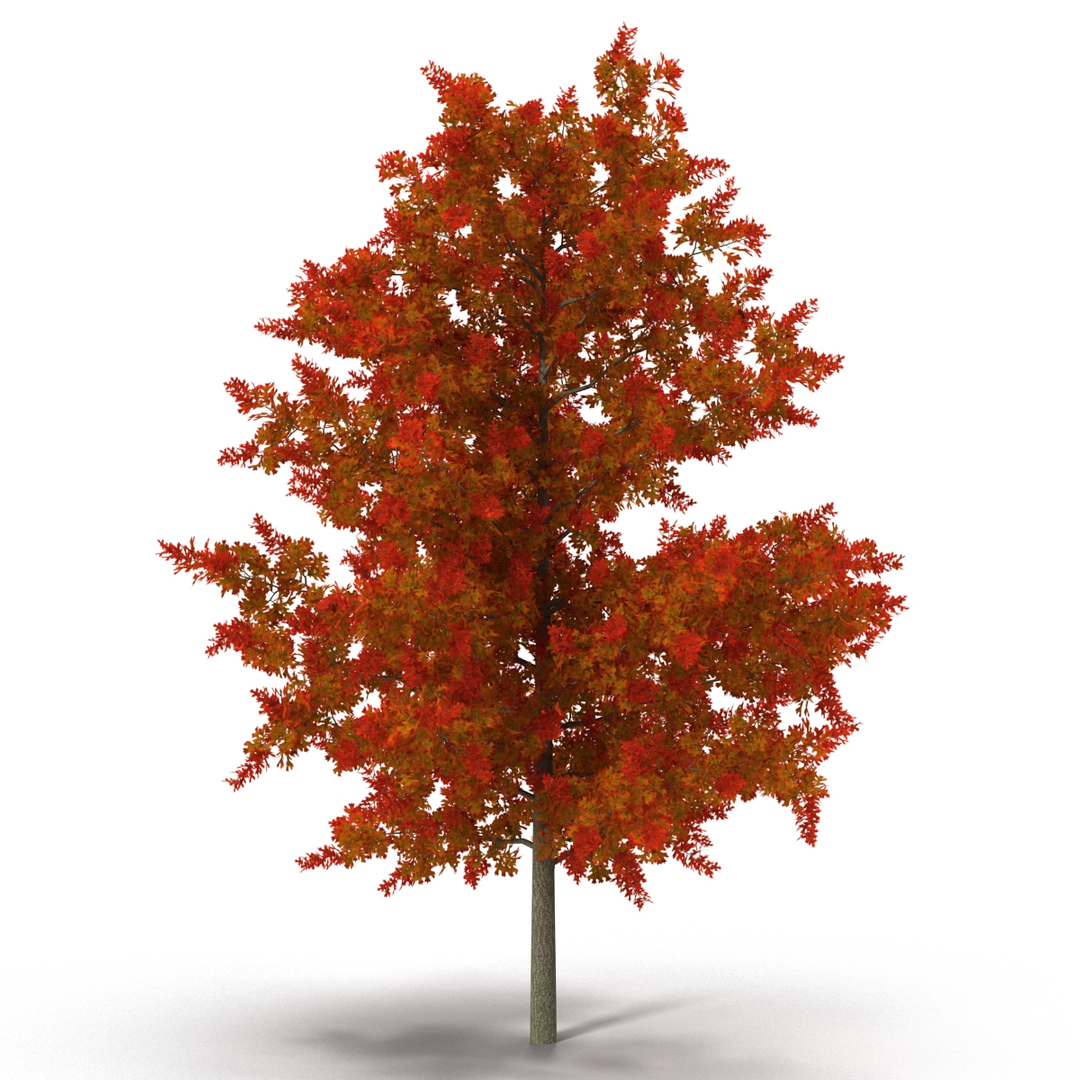 autumn trees 3 model https://p.turbosquid.com/ts-thumb/mE/v3uvZE/BvHIrKqE/autumn_trees_collection_3_372/jpg/1577433563/1920x1080/turn_fit_q99/5199e0d25bc8f1972db522c00b9b35730bfd952a/autumn_trees_collection_3_372-1.jpg