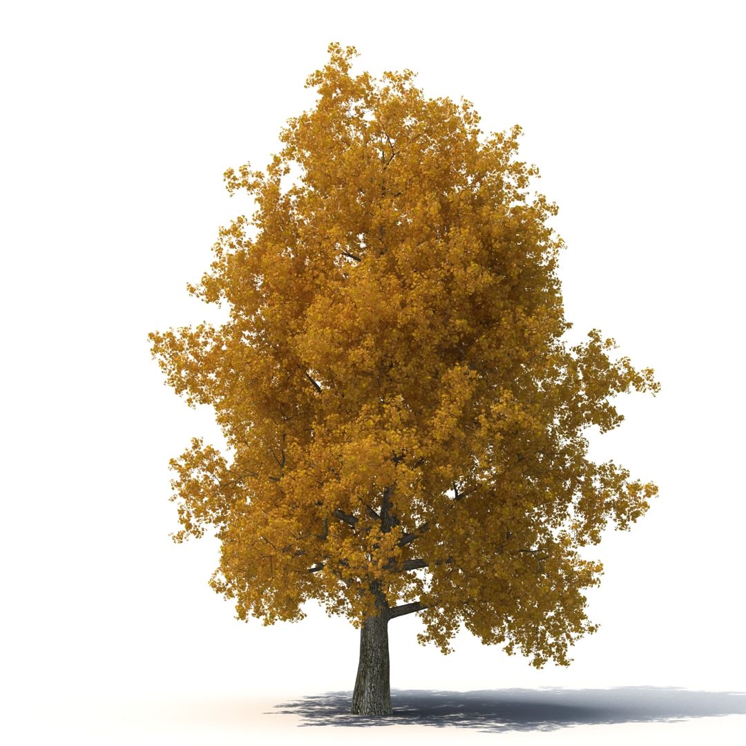 autumn trees 3 model https://p.turbosquid.com/ts-thumb/mE/v3uvZE/FhYsc5XG/autumn_trees_collection_3_370/jpg/1577433394/1920x1080/turn_fit_q99/87bf15e1b1761b567931b27b488a21c38bccb4c2/autumn_trees_collection_3_370-1.jpg