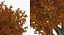 Autumn Trees Collection 3