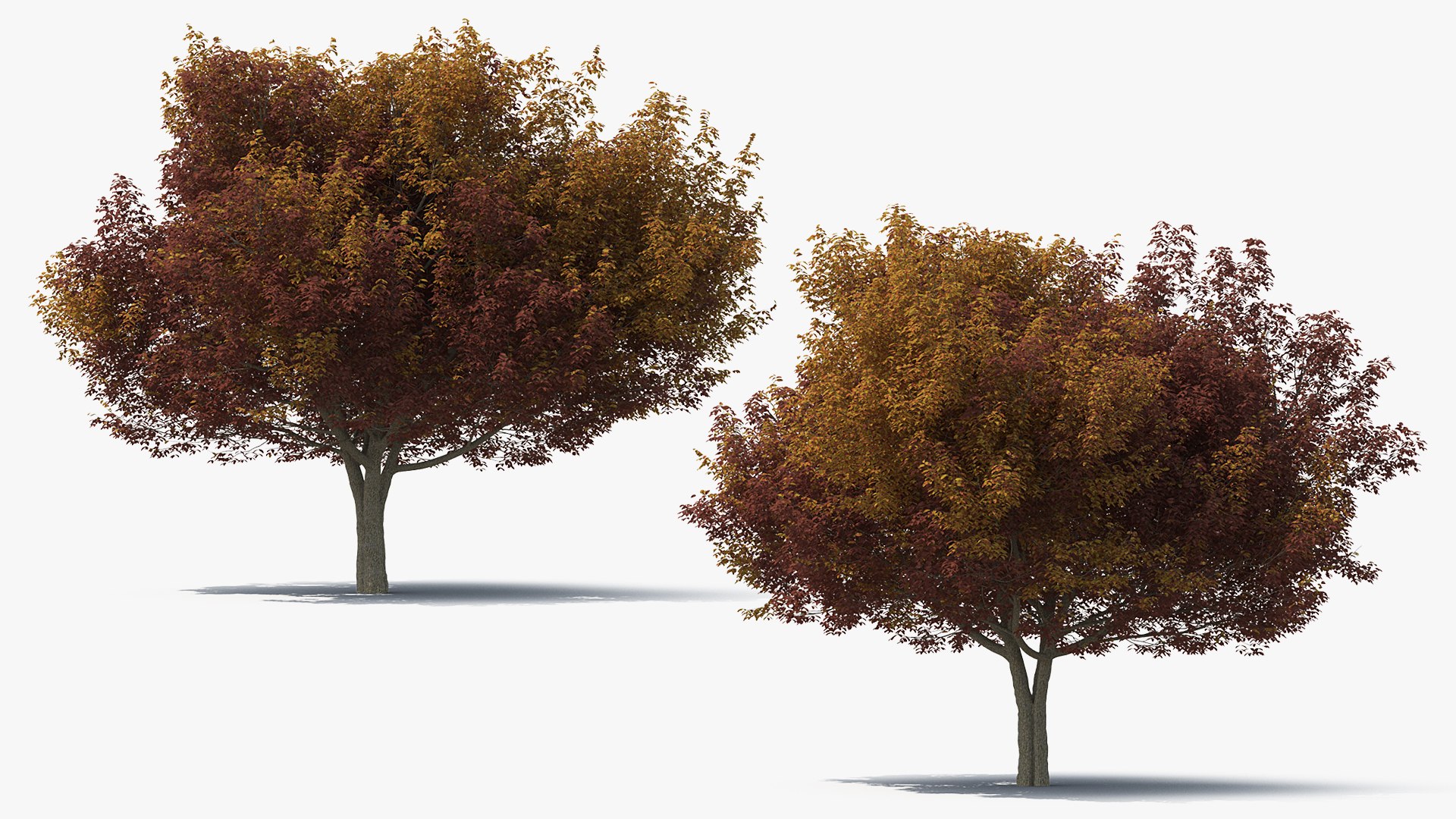 autumn trees 3 model https://p.turbosquid.com/ts-thumb/mE/v3uvZE/RZU86fcz/autumntreescollection3mb3dmodel004/jpg/1577434818/1920x1080/fit_q87/e87d3197db47f3990a1fc573d725b514ddc99d89/autumntreescollection3mb3dmodel004.jpg